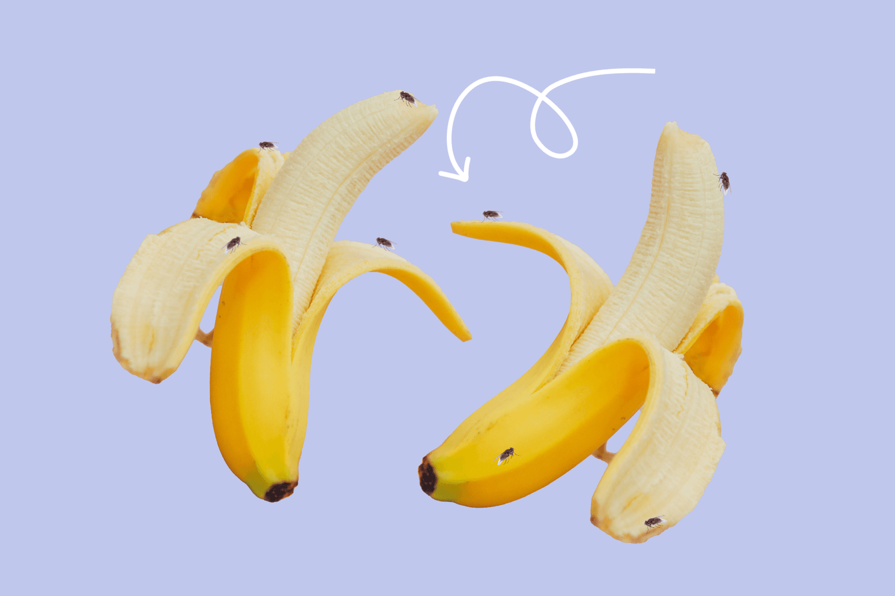 Näin pääset eroon banaanikärpäsistä